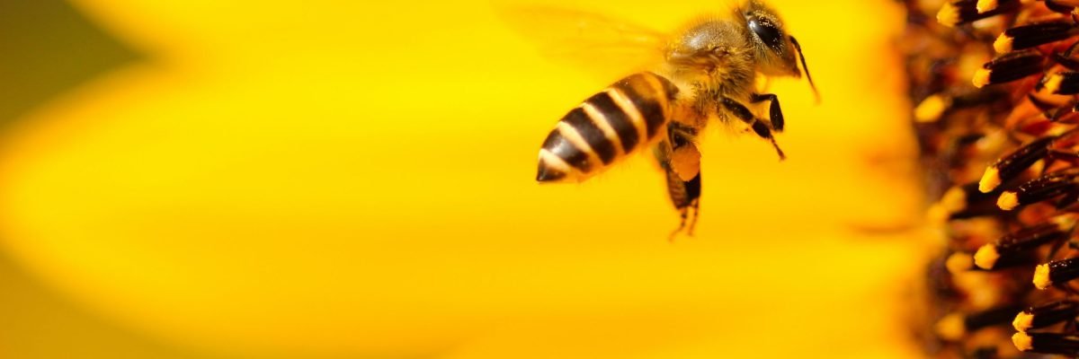 yellowbees